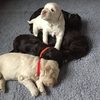 australian labradoodle pupp... - Picture Box