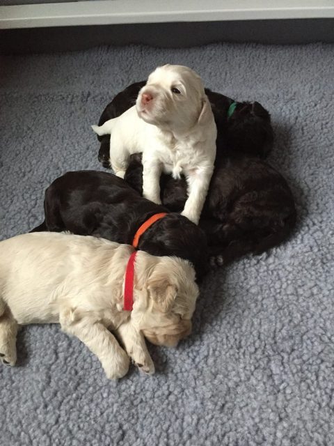 australian labradoodle puppies for sale Picture Box