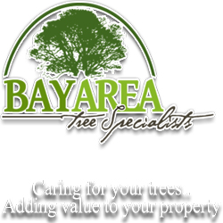 Bay Area Tree Specialists Picture Box