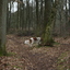 IMG 2912 - Wandeling-schipborg