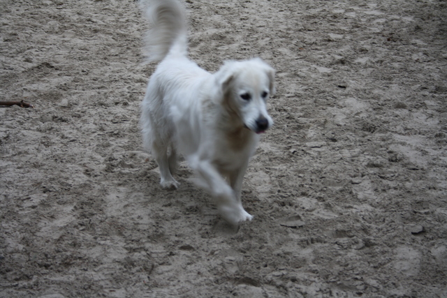 IMG 2925 Wandeling-schipborg