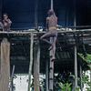 Papua-Asmat-1992-5-II-034be... - Dordrecht