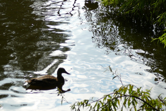 P1010857 Vondelpark