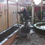 Tuin - Kleine klusjes 13-02... - Gazon en de voorbereidingen 09+10+13+14-02-17