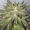 Autoflowering Cannabis Seeds - Autoflowering Cannabis Seeds