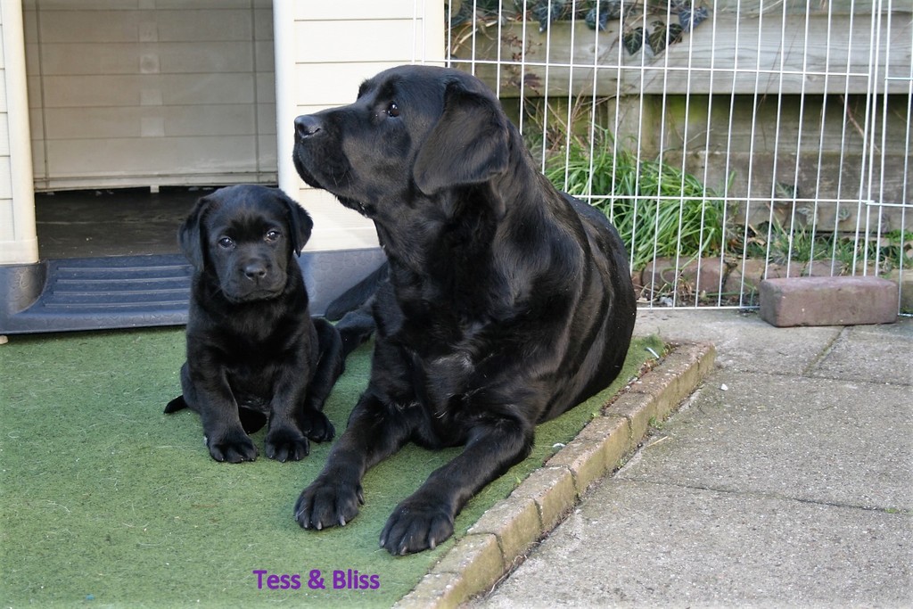 tess en bliss - Picture Box