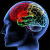 brain-regions-100414-02 - http://garciniacambogiasens...