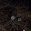 Faces1 - Orbs