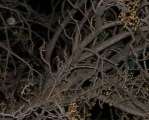 Little Emerald Orb In Tree (Enlarged) - Orbs