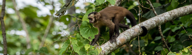 Tambopata National Reserve Monte Amazonico