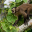 Tambopata National Reserve - Monte Amazonico