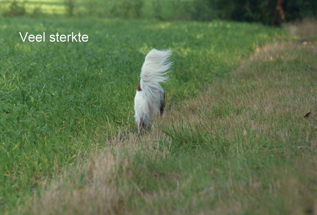 Veel sterkte kaart Picture Box