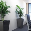 plant hire brisbane - Prestigious Plantscapes