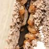 termite treatments pompano ... - Reynolds Pest Management, Inc