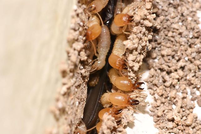 termite treatments pompano beach fl Reynolds Pest Management, Inc