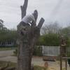 Tree Stump Removal Corpus C... - CC Tree Service