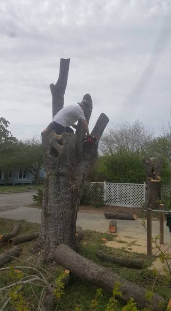 Tree Stump Removal Corpus Christi CC Tree Service
