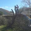 Tree Removal Service Corpus... - CC Tree Service