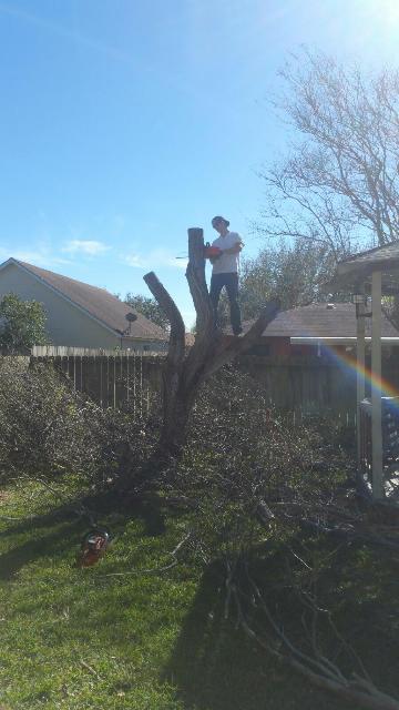 Tree Removal Service Corpus Christi CC Tree Service