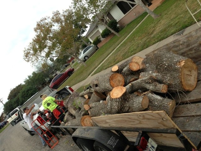 Tree Landscaping Corpus Christi CC Tree Service