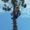 Tree Service Corpus Christi - CC Tree Service