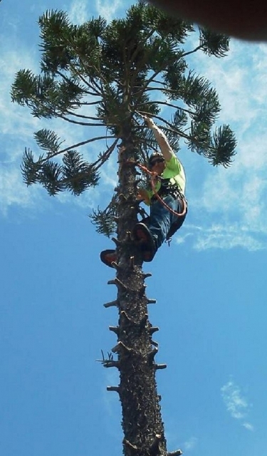 Tree Service Corpus Christi CC Tree Service