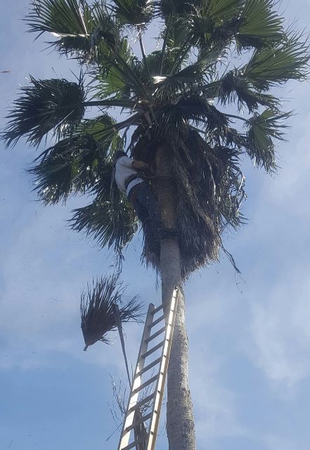 Tree Trimmer Service Corpus Christi CC Tree Service