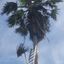 Tree Trimmer Service Corpus... - CC Tree Service