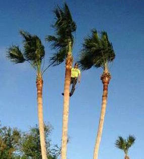 Tree Service Corpus Christi CC Tree Service
