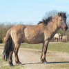 paard1 - balingehofforum