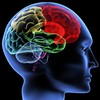 16152-human-brain-1920x1200... - http://www.vitaminofhealth