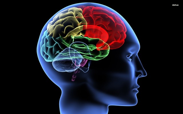 16152-human-brain-1920x1200-digital-art-wallpaper http://www.vitaminofhealth.com/protogen/