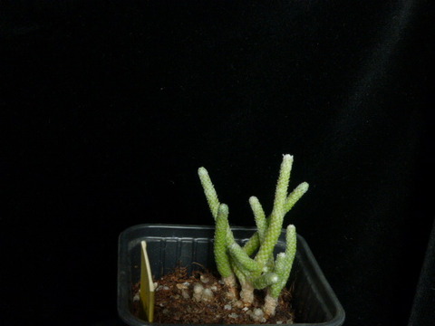 P1020253 cactus