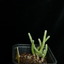P1020253 - cactus
