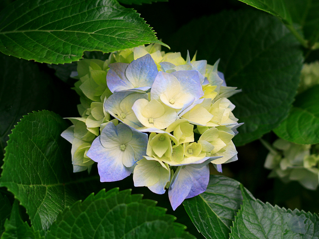 Hydrangeas Picture Box