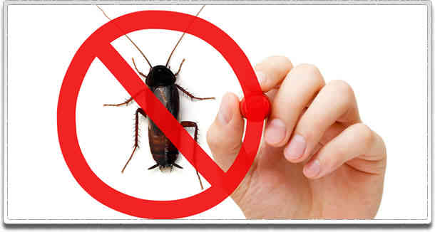 Castle-Hill-Insect-Control-Castle-Hill-NSW Castle Hill Pest Control