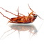 Castle-Hill-Pest-Exterminat... - Castle Hill Pest Control