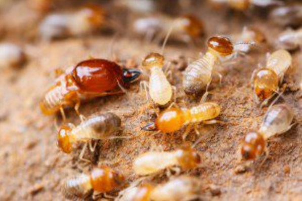 Castle-Hill-Termites-Castle-Hill-NSW Castle Hill Pest Control