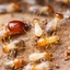 Castle-Hill-Termites-Castle... - Castle Hill Pest Control