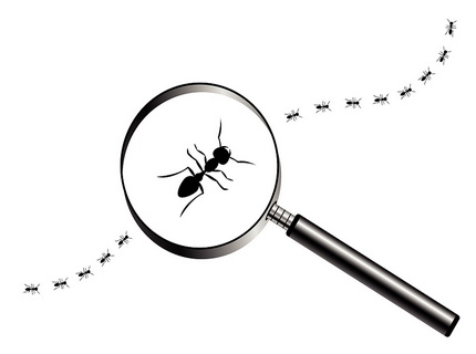 Pest-Inspection-Castle-Hill-Castle-Hill-NSW Castle Hill Pest Control