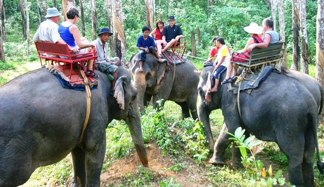 Thailand Elephant Camp Picture Box