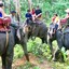 Thailand Elephant Camp - Picture Box