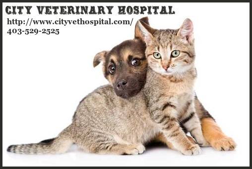 Welcome to City Veterinary Hospital City Veterinary Hospital