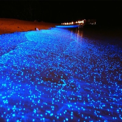 bioluminescence-tour-cayman-islands-logo Picture Box