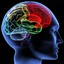 16152-human-brain-1920x1200... - http://getclasaffloweroil.com/intelligence-rx/