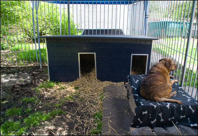 2 kennels blauw