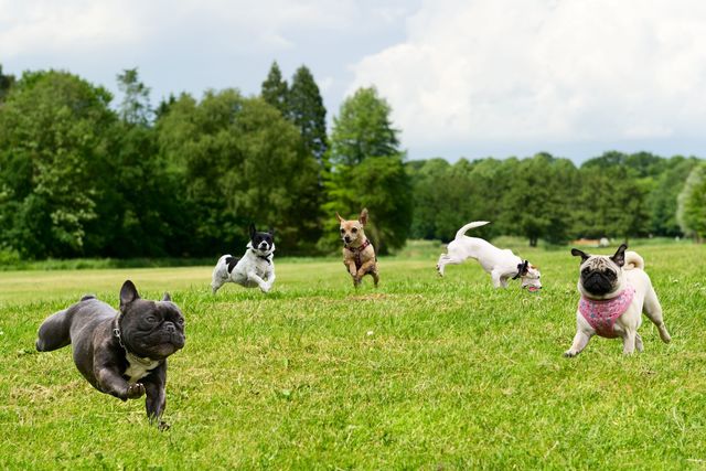 happydogs Picture Box