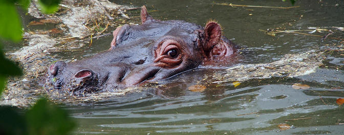 safaripark-kinderfeestjes-nijlpaard - 