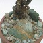 IMG 0087 - Cactus forum foto's 2017