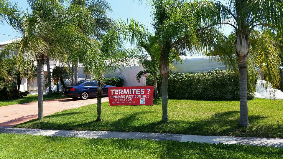 Rodent Control Service Pompano Beach Command Pest Control